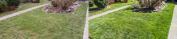 Lawn Tune Up Wedgewood Seattle Spring 2019 Before and After 02 Lawn Tune Up Wedgewood Seattle Spring 2019 Before and After 02