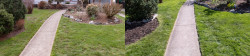Lawn Tune Up Wedgewood Seattle Spring 2019 Before and After Lawn Tune Up Wedgewood Seattle Spring 2019 Before and After