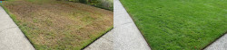 North Seattle View Ridge Lawn Tune Up with Lime and Soil Amendments Fall 2019 North Seattle View Ridge Lawn Tune Up with Lime and Soil Amendments Fall 2019