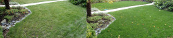 Seattle Hawthorne Hills Lawn Tune Up Before and After Fall 2019 Second View Angle Seattle Hawthorne Hills Lawn Tune Up Before and After Fall 2019 Second View Angle