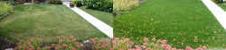 Seattle Hawthorne Hills Lawn Tune Up Before and After Fall 2019 Seattle Hawthorne Hills Lawn Tune Up Before and After Fall 2019