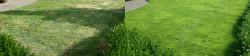Seattle Laurelhurst Lawn Tune Up with Soil Amendments and Lime Before and After Fall 2019 Seattle Laurelhurst Lawn Tune Up with Soil Amendments and Lime Before and After Fall 2019