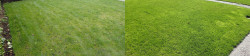 Wedgwood Lawn Tune Up with Soil Amendment and Lime Before and After April 2019 picture 2 of 2 Wedgwood Lawn Tune Up with Soil Amendment and Lime Before and After April 2019 picture 2 of 2