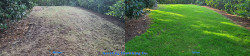 Lake City Seattle - Lawn Renovation Full Meal Deal - Thatching, Aerating, Seeding Fertilizing, and Enhanced Lime Before and After Fall 2020 Lake City Seattle - Lawn Renovation Full Meal Deal - Thatching, Aerating, Seeding Fertilizing, and Enhanced Lime Before and After Fall 2020 ~ Social media & website images uploaded and managed by Dulyfixed.com