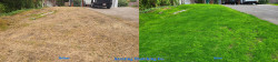 North Seattle Full Meal Deal Lawn Renovation - Thatching, Aerating, Seeding, Fertilizing, Lime, and Wetting Agent Before and After Fall 2020 North Seattle Full Meal Deal Lawn Renovation - Thatching, Aerating, Seeding, Fertilizing, Lime, and Wetting Agent Before and After Fall 2020