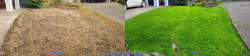 North Seattle Full Meal Deal Lawn Renovation - Thatching, Aerating, Seeding, Fertilizing, Lime, and Wetting Agent Before and After Fall 2020 North Seattle Full Meal Deal Lawn Renovation - Thatching, Aerating, Seeding, Fertilizing, Lime, and Wetting Agent Before and After Fall 2020