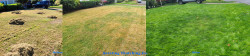 Sand Point Country Club North Seattle - Lawn Renovation Full Meal Deal - Thatching with Raking, Aerating, Seeding and Fertilizing Before and After Fall 2020 Sand Point Country Club North Seattle - Lawn Renovation Full Meal Deal - Thatching with Raking, Aerating, Seeding and Fertilizing Before and After Fall 2020 ~ Social media & website images uploaded and managed by Dulyfixed.com