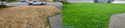 Seattle Lawn Renovation - Thatching, Aerating, Seeding, Fertilizer - Full Meal Deal - Everett - Fall 2020 Seattle Lawn Renovation - Thatching, Aerating, Seeding, Fertilizer - Full Meal Deal - Everett - Fall 2020