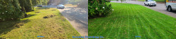 Seattle Lawn Renovation - Thatching, Aerating, Seeding, Fertilizer and Enhanced Lime - Full Meal Deal - Wedgewood - Fall 2020 Seattle Lawn Renovation - Thatching, Aerating, Seeding, Fertilizer and Enhanced Lime - Full Meal Deal - Wedgewood - Fall 2020