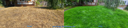 Seattle Lawn Renovation - Thatching, Aerating, Seeding, Fertilizer and Wetting Agent - Full Meal Deal - North Seattle - Fall 2020 Seattle Lawn Renovation - Thatching, Aerating, Seeding, Fertilizer and Wetting Agent - Full Meal Deal - North Seattle - Fall 2020