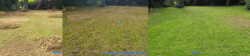 Seattle Magnolia - Lawn Renovation Full Meal Deal - Thatching, Aerating, Seeding and Organic Fertilizing Before and After Fall 2020 Seattle Magnolia - Lawn Renovation Full Meal Deal - Thatching, Aerating, Seeding and Organic Fertilizing Before and After Fall 2020 ~ Social media & website images uploaded and managed by Dulyfixed.com