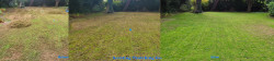 Seattle Magnolia - Lawn Renovation Full Meal Deal - Thatching, Aerating, Seeding and Organic Fertilizing Before and After Fall 2020 Seattle Magnolia - Lawn Renovation Full Meal Deal - Thatching, Aerating, Seeding and Organic Fertilizing Before and After Fall 2020 ~ Social media & website images uploaded and managed by Dulyfixed.com