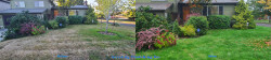 Seattle View Ridge Lawn Renovation Tune Up - Aerating, Seeding and Fertilizing Before and After Fall 2020 Seattle View Ridge Lawn Renovation Tune Up - Aerating, Seeding and Fertilizing Before and After Fall 2020 ~ Social media & website images uploaded and managed by Dulyfixed.com