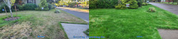 Seattle View Ridge Lawn Renovation Tune Up - Aerating, Seeding and Fertilizing Before and After Fall 2020 Seattle View Ridge Lawn Renovation Tune Up - Aerating, Seeding and Fertilizing Before and After Fall 2020 ~ Social media & website images uploaded and managed by Dulyfixed.com