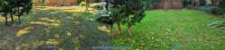 Shoreline Lawn Tune Up Before and After August 2020 Shoreline Lawn Tune Up Before and After August 2020