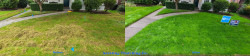 North Seattle Lawn Renovation Full Meal Deal - Thatching, Aerating, Seeding, and Fertilizing with Soil Amendments Before and After Fall 2020 North Seattle Lawn Renovation Full Meal Deal - Thatching, Aerating, Seeding, and Fertilizing with Soil Amendments Before and After Fall 2020 - Social media & website images uploaded and managed by Dulyfixed.com