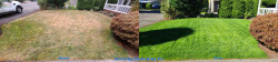 Shoreline - Lawn Renovation Tuneup - Aeration, Seeding and Fertilizing Before and After Fall 2020 Shoreline - Lawn Renovation Tuneup - Aeration, Seeding and Fertilizing Before and After Fall 2020 - Social media & website images uploaded and managed by Dulyfixed.com