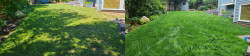 Magnolia Lawn Renovation Tune Up - Aerating, Seeding, Fertilizing & Amendment Before and After Summer 2021 Magnolia Lawn Renovation Tune Up - Aerating, Seeding, Fertilizing & Amendment Before and After Summer 2021 ~ Social media & website images uploaded and managed by Dulyfixed.com