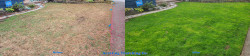 Laurelhurst Lawn Renovation Tune Up - Aerating Seeding Fertilizing Soil Amendments Enhanced Lime Treatment Before and After Fall 2021 Laurelhurst Lawn Renovation Tune Up - Aerating Seeding Fertilizing Soil Amendments Enhanced Lime Treatment Before and After Fall 2021 ~ Social media & website images uploaded and managed by Dulyfixed.com