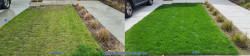 North Seattle Lawn Renovation Tune Up - Aerating, Seeding, Fertilizing, Enhanced Lime and Soil Amendments Before and After Spring 2022 North Seattle Lawn Renovation Tune Up - Aerating, Seeding, Fertilizing, Enhanced Lime and Soil Amendments Before and After Spring 2022 ~ Social media & website images uploaded and managed by Dulyfixed.com