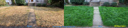 Seattle Lawn Renovation Tune Up - Aerating Seeding & Fertilizing Before and After Fall 2022 Seattle Lawn Renovation Tune Up - Aerating Seeding & Fertilizing Before and After Fall 2022 ~ Social media & website images uploaded and managed by Dulyfixed.com
