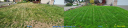 Lynnwood Lawn Renovation Tune Up Aerating Seeding Amendments Organic Fertilizing Before & After 2023 Lynnwood Lawn Renovation Tune Up Aerating Seeding Amendments Organic Fertilizing Before & After 2023 ~ Social media & website images uploaded and managed by Dulyfixed.com