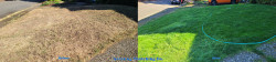 2025 North Seattle Fall Lawn Renovation | Aeration, Dethatching, Seeding, Fertilizer & Soil Amendments ~ Social media & website images uploaded and managed by Dulyfixed.com 2025 North Seattle Fall Lawn Renovation | Aeration, Dethatching, Seeding, Fertilizer & Soil Amendments ~ Social media & website images uploaded and managed by Dulyfixed.com