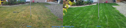 Fixing a Lynnwood Lawn in Fall 2025 | Lime & Soil Amendments Tune-Up for Acidic Soil ~ Social media & website images uploaded and managed by Dulyfixed.com Fixing a Lynnwood Lawn in Fall 2025 | Lime & Soil Amendments Tune-Up for Acidic Soil ~ Social media & website images uploaded and managed by Dulyfixed.com