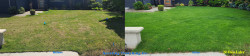 North Seattle Lawn Renovation - Thatching, Aerating, Seeding, Fertilizer & Soil Amendment - Full Meal Deal - Spring 2023 North Seattle Lawn Renovation - Thatching, Aerating, Seeding, Fertilizer & Soil Amendment - Full Meal Deal - Spring 2023